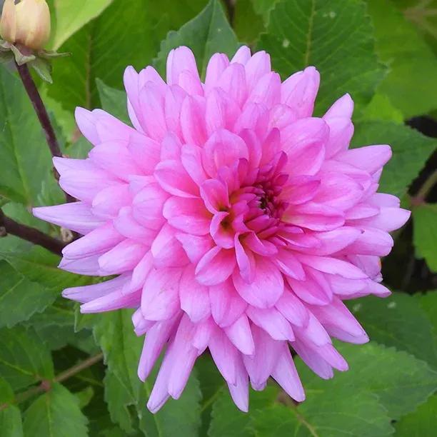 Cool Evening Dahlia Flowers