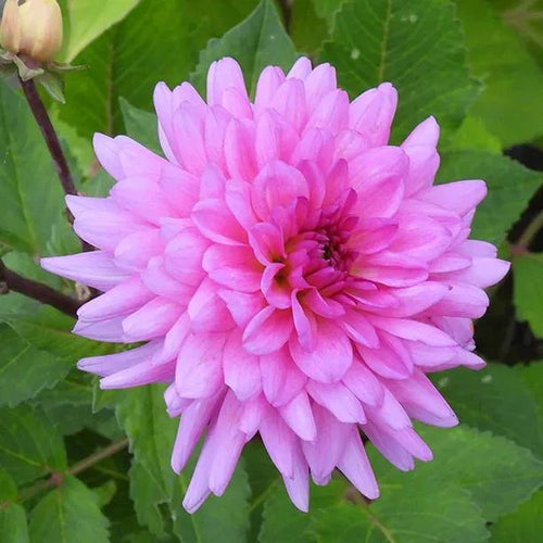 Cool Evening Dahlia Flowers