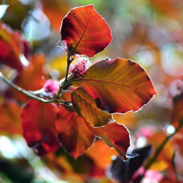 Copper Beech tree leaves