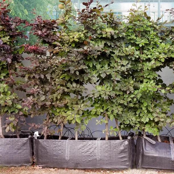 Copper Beech Instant Hedging Trough 1 metre long