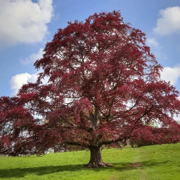 Mature Copper Beech tree