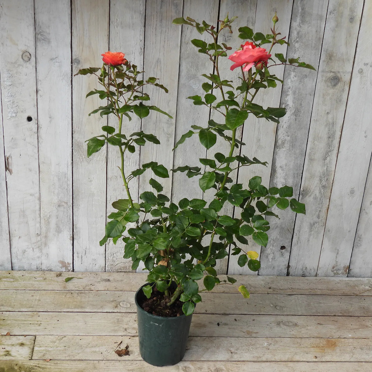 Potted plant with pink/salmon flowers against a wooden background