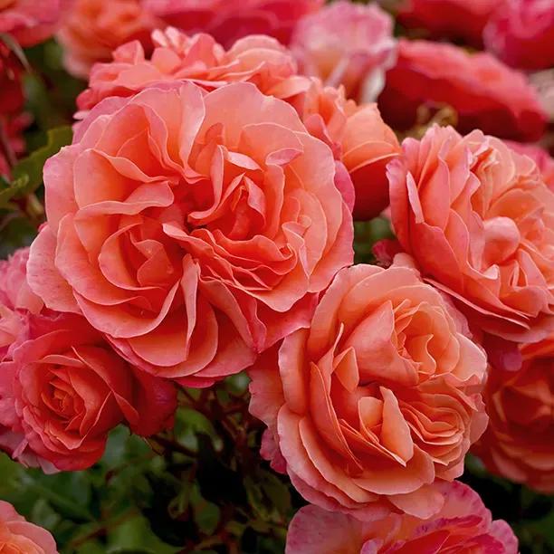Beautiful Coral Gardens orange floribunda Rose Flowers