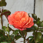 Close-up of a pink rose with green leaves on a blurred background