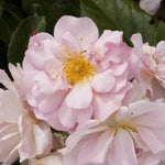 Cornelia Shrub Rose Flowers