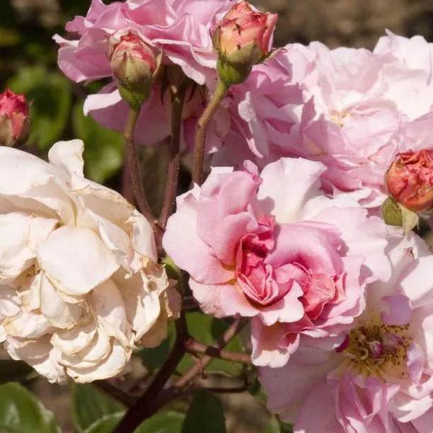 Cornelia Shrub Rose Flowers