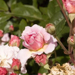 Cornelia Shrub Rose Flowers