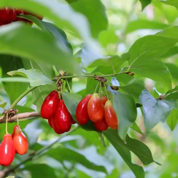 Cornelian Cherry Fruit