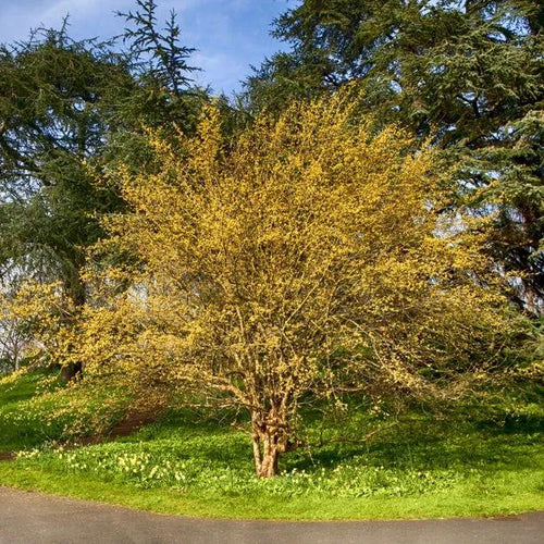 Mature Cornelian Cherry Tree