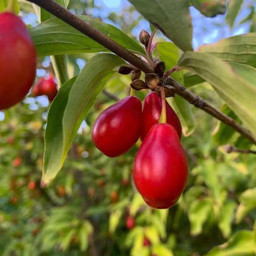Cornelian Cherry Tree Fruit