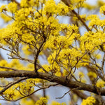 Cornelian Cherry Tree Flowers