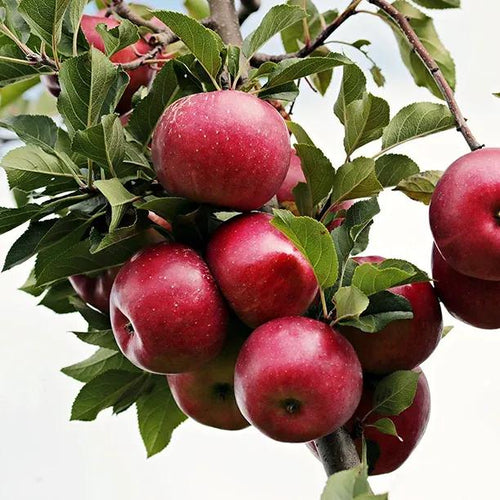 Cornish Aromatic Apples on the tree