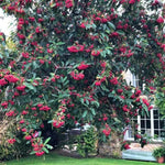 Mature Cornubia Cotoneaster Tree