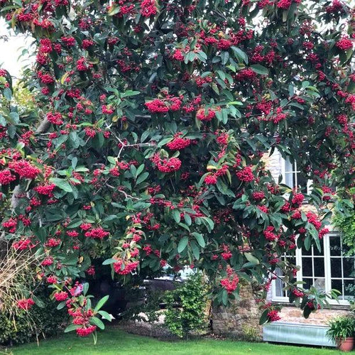 Mature Cornubia Cotoneaster Tree