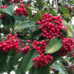 Cornubia Cotoneaster Berries