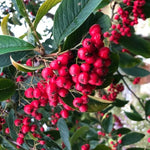 Cornubia Cotoneaster berries