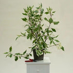 Elegantissima Red Dogwood Plant in 3 Litre Pot