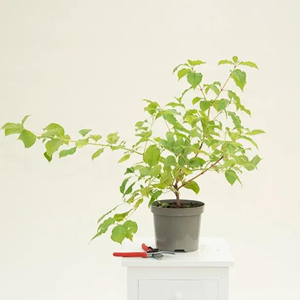 Midwinter Fire Dogwood Plant in 3 Litre Pot