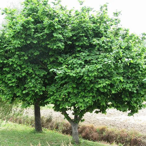 Mature Cosford Hazel Tree