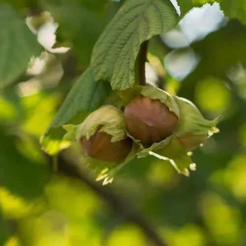 Cosford Hazelnuts on the tree