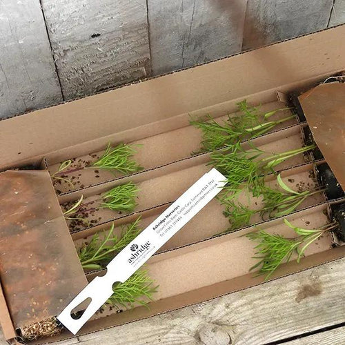 Cosmos Plugs in Recyclable Packaging