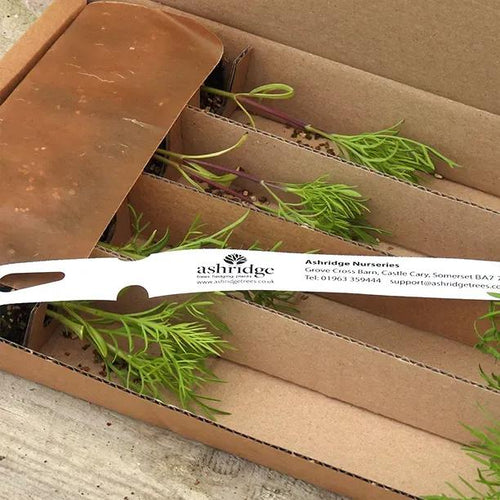 Cosmos Plugs in Recyclable Packaging