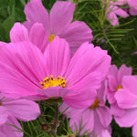 Cosmos Sonata Pink Flowers