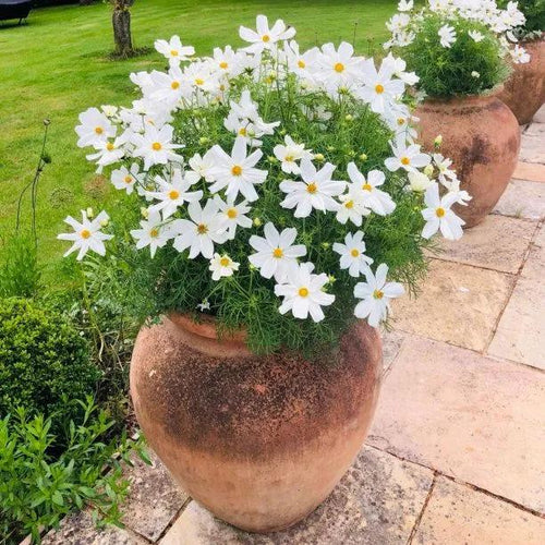 Cosmos Sonata White Flowers