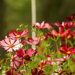 Cosmos Velouette Flowers