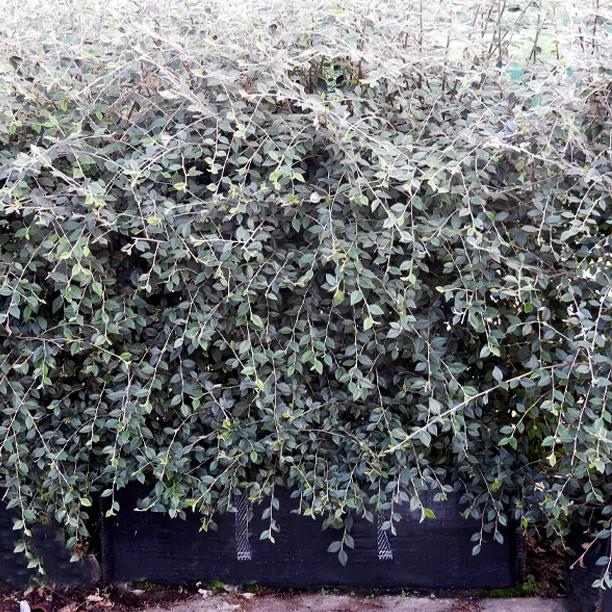 Cotoneaster Franchetii Instant Hedge Trough