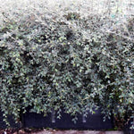 Cotoneaster Franchetii Instant Hedge Trough