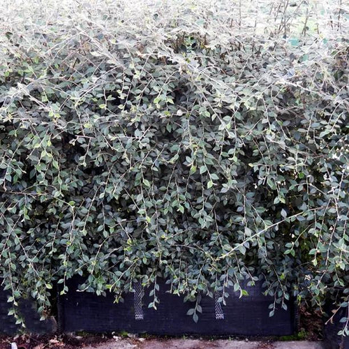 Cotoneaster Franchetii Instant Hedge Trough