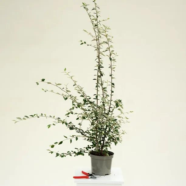 Cotoneaster Franchetii Plant in 3 Litre Pot
