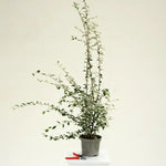 Cotoneaster Franchetii Plant in 3 Litre Pot