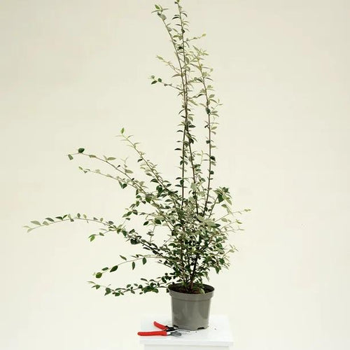 Cotoneaster Franchetii Plant in 3 Litre Pot