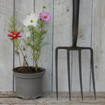 2 litre potted cosmos flowers next to a garden fork against a wooden background