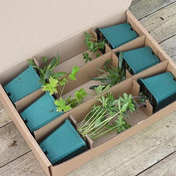 Cottage Garden Herbaceous Collection in 9cm Pot Packaging