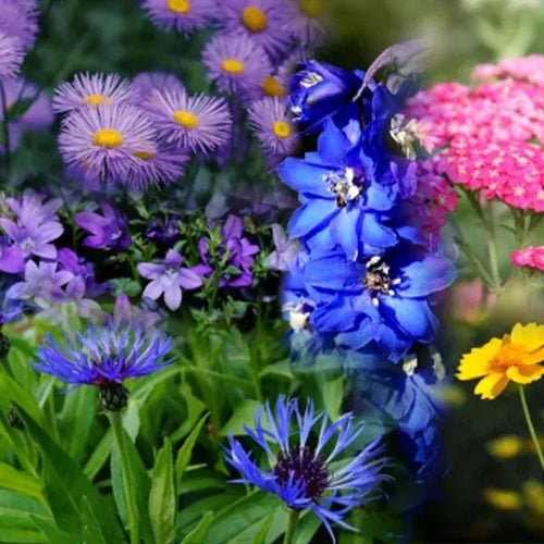 Cottage Garden Collection Flowers
