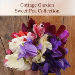 Cottage Garden Sweet Pea Collection Flowers