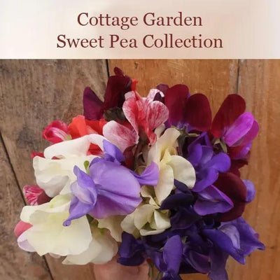 Cottage Garden Sweet Pea Collection Flowers