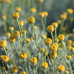 Santolina chamaecyparissus Flowers