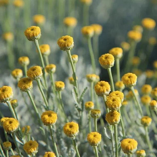 Santolina chamaecyparissus Flowers