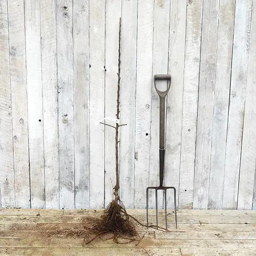 Bareroot Court of Wick Maiden Apple Tree