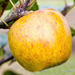 Court of Wick Apples on the tree