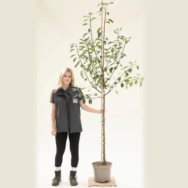 Cox's Orange Pippin Apple Tree Half Standard - 10 Litre Pot