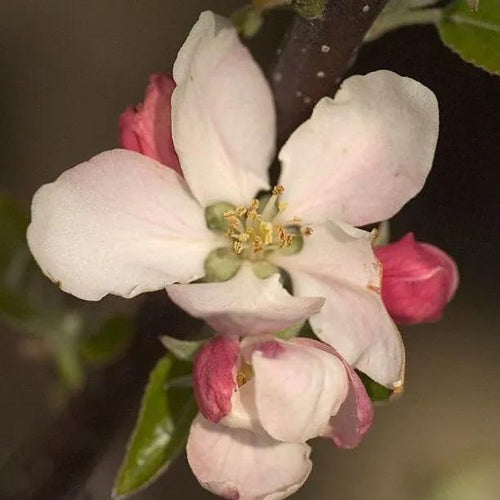 Coxs Orange Pippin Apple blossom