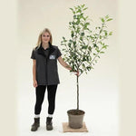 Cox's Orange Pippin Apple Tree - Bush - 10 litre Pot