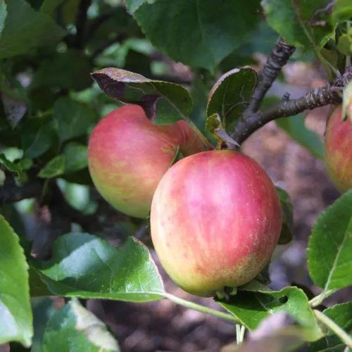 Coxs Orange Pippin Apples on the tree