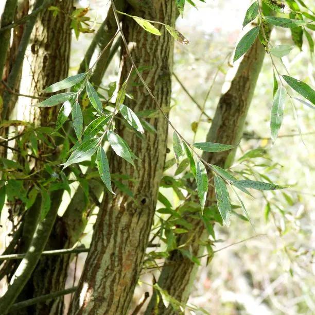 Mature Crack Willow Trees