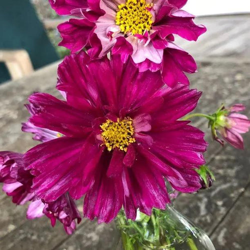 Cranberries Cosmos Flowers